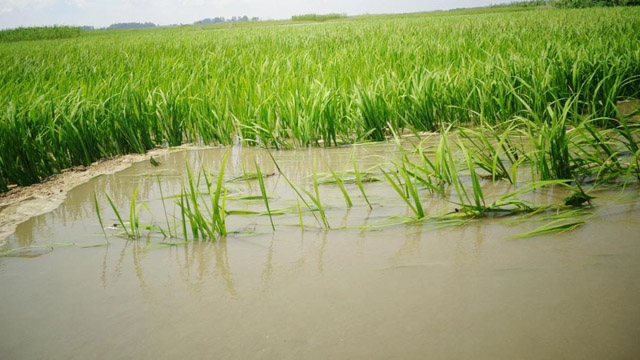 ফুঁসে উঠছে যমুনার পানি, চরাঞ্চলের ফসলি জমি ডুবছে