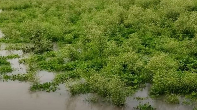 যমুনায় তিন দফা পানি বেড়ে ৫ কোটি টাকার ফসল নষ্ট