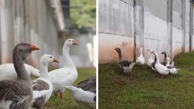 কুকুর সরিয়ে জেল পাহারায় রাজহাঁসের দল