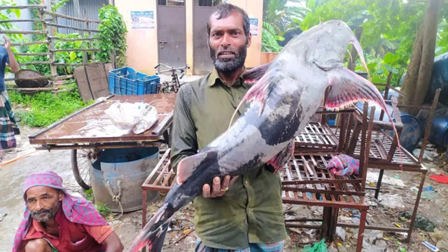 পদ্মার ২৫ কেজির বাঘাইড়, ৩০ হাজার টাকায় বিক্রি