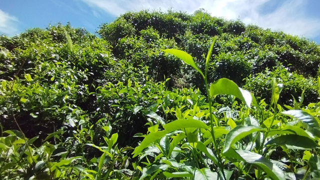  হিট স্ট্রোকে দুই চা শ্রমিকের মৃত্যু