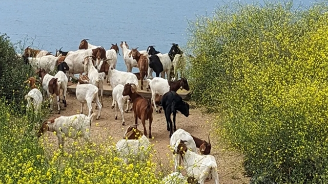 দাবানল মোকাবিলায় ছাগল নামাচ্ছে যুক্তরাষ্ট্র