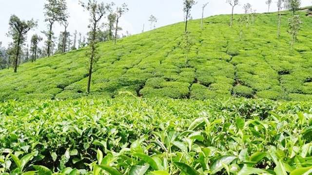 নিলামে ১২ বছরে চায়ের সবচেয়ে কম দর