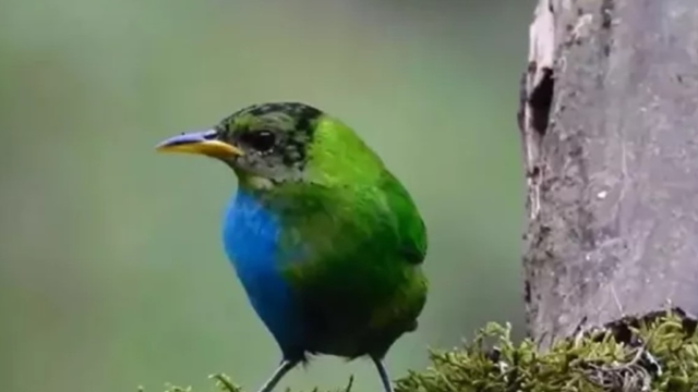 বিরল প্রজাতির সবুজ হানিক্রিপার পাখি : সংগৃহীত ছবি