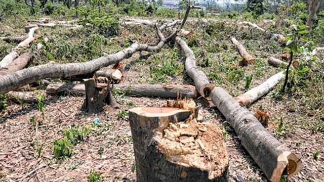 বাংলাদেশে পরিবেশ রক্ষায় গাছ কাটা বন্ধে রিট দায়ের