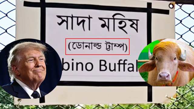 আলোচিত সেই মহিষের প্রদর্শন বোর্ডে নামের বানান ভুল, চিড়িয়াখানার কিউরেটর বরখাস্ত