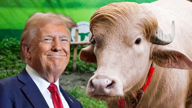 ভাইরাল মহিষ &lsquo;ডোনাল্ড ট্রাম্প&rsquo;-কে &lsquo;হ্যান্ডসাম বিস্ট&rsquo; বললেন যুক্তরাষ্ট্রের চলচ্চিত্র নির্মাতা